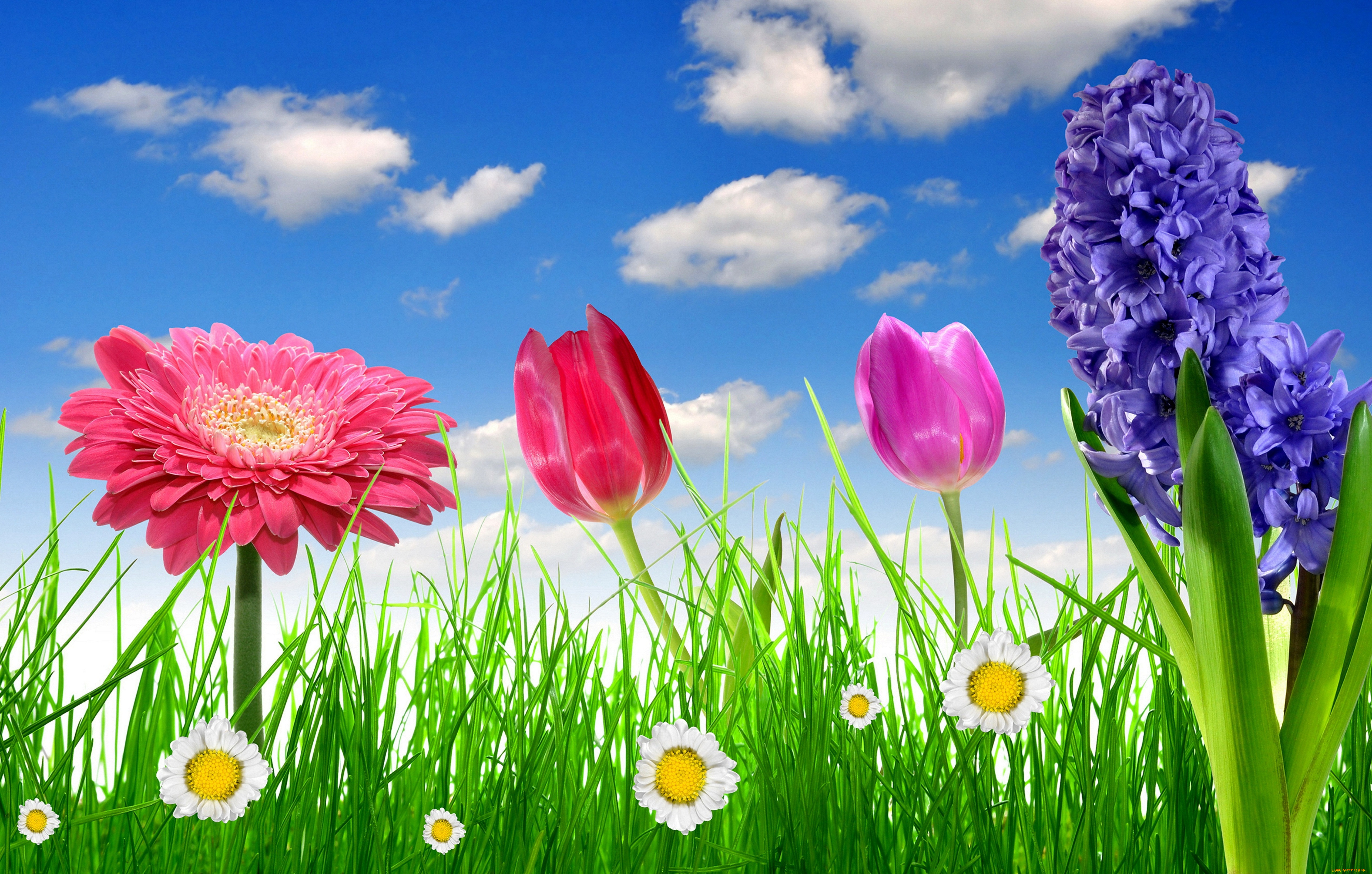 ,  , spring, colorful, flowers, meadow, tulips, gerbera, sky, grass, , , , , daisy, bright, camomile, , , 
